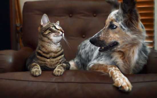 cat-and-dog-staring-at-each-other-wallpaper-14799